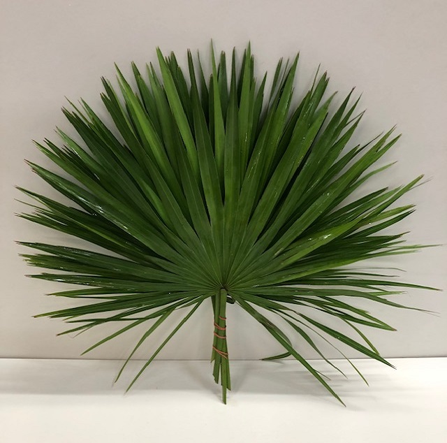 Leaf palm XL.jpg
